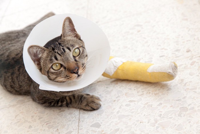怪我した猫