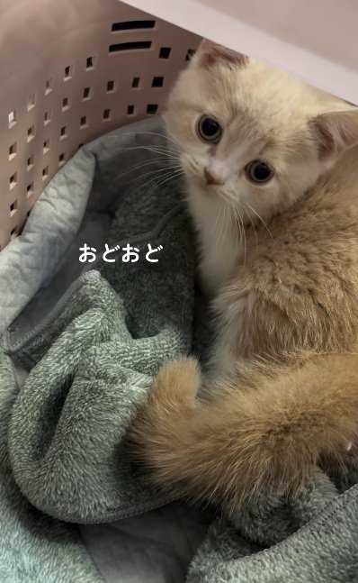 籠の中にいるスコティッシュフォールドの子猫
