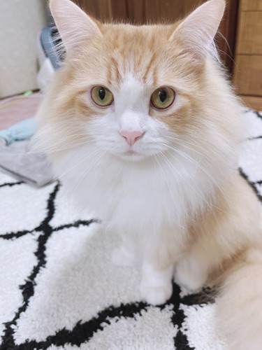 くつろいでいるベルくん