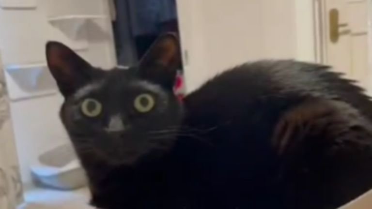 室内にいる猫