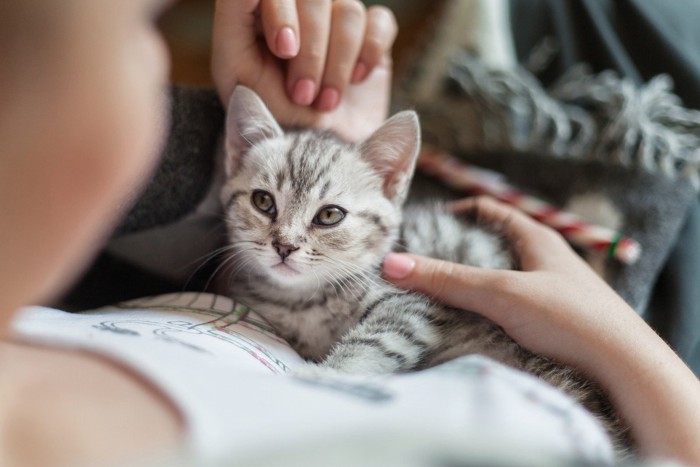 おなかの上に乗る子猫