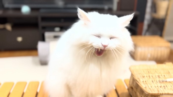あくびをするシロちゃん