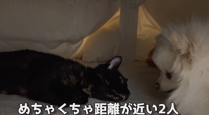 コタツの中の猫