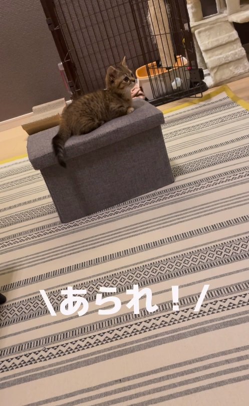 ソファの上の猫