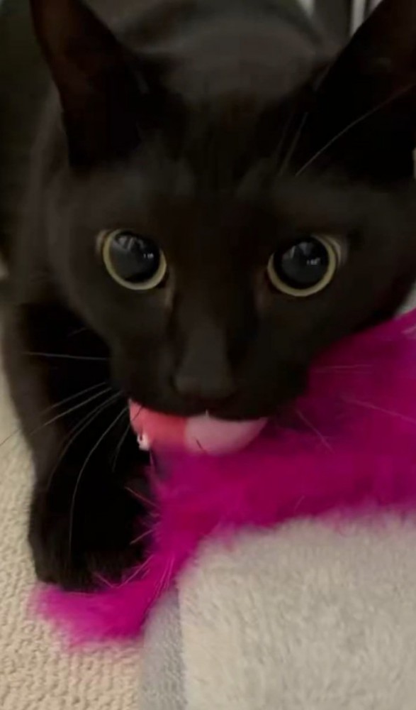 %猫じゃらしを噛む猫%大好きな猫じゃらしをガブッ
