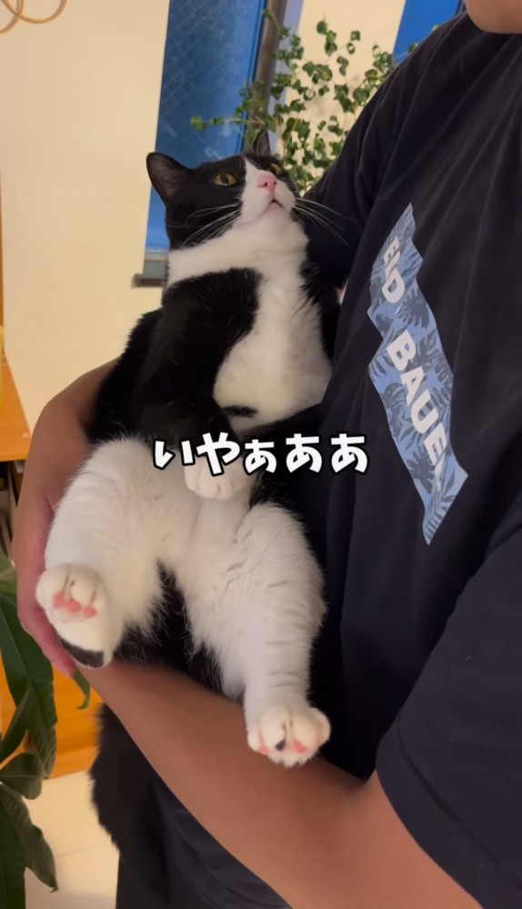 男性に抱っこされる猫「いやぁああ」の文字