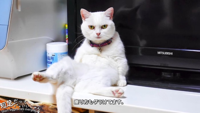 お腹を見せて座る猫