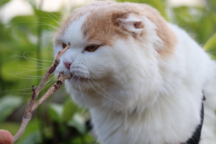 枝のニオイを嗅ぐ猫