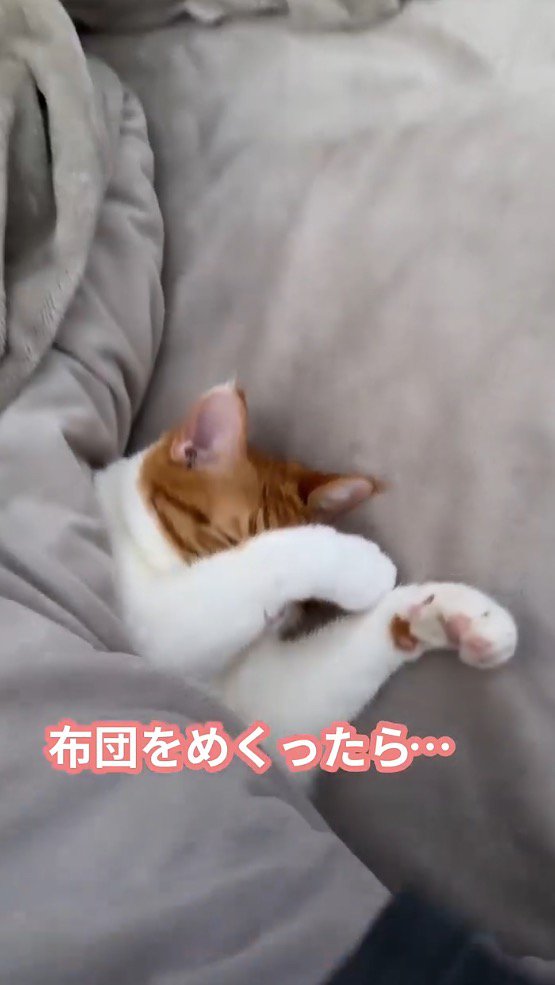 布団の中で眠る猫