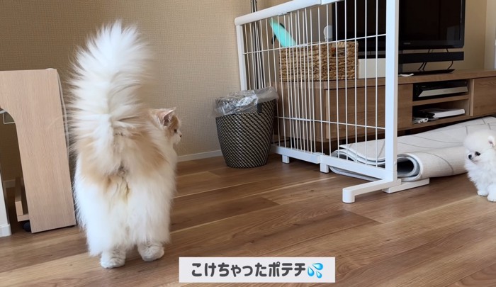 お尻をこちらに向ける猫とそれを見る子犬（こけちゃったポテチ）