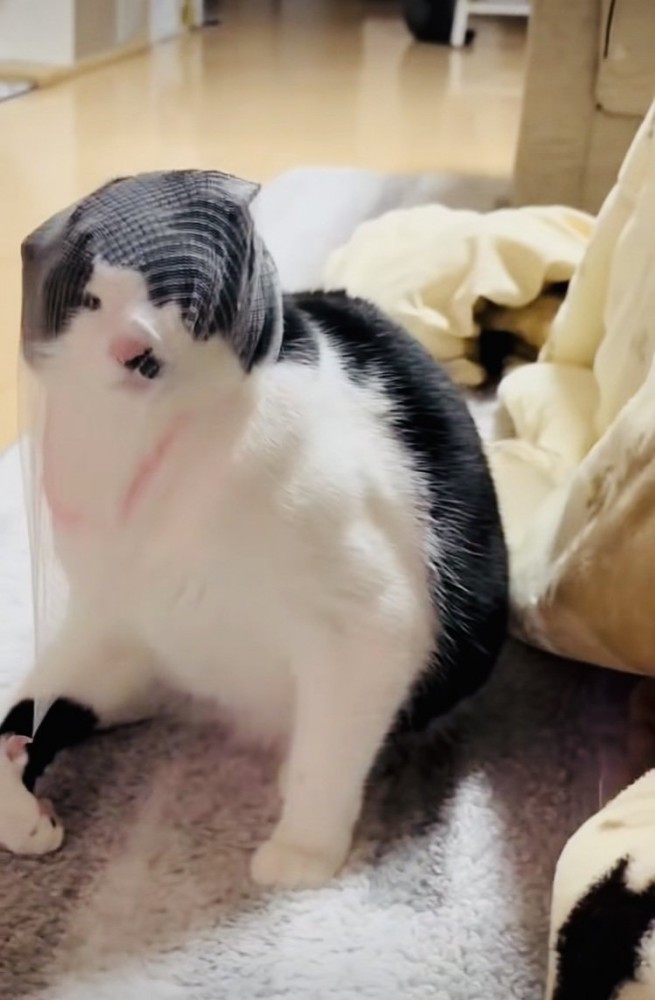 頭に被った排水溝ネットを外そうとする保護猫