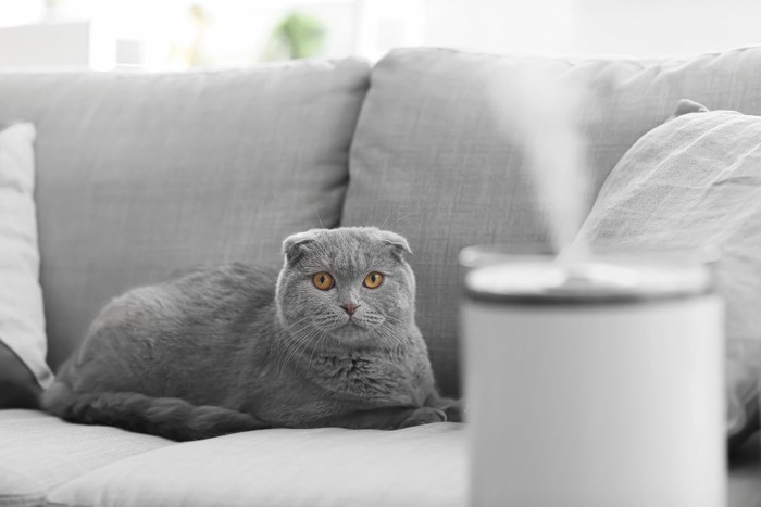 加湿器を見つめる猫