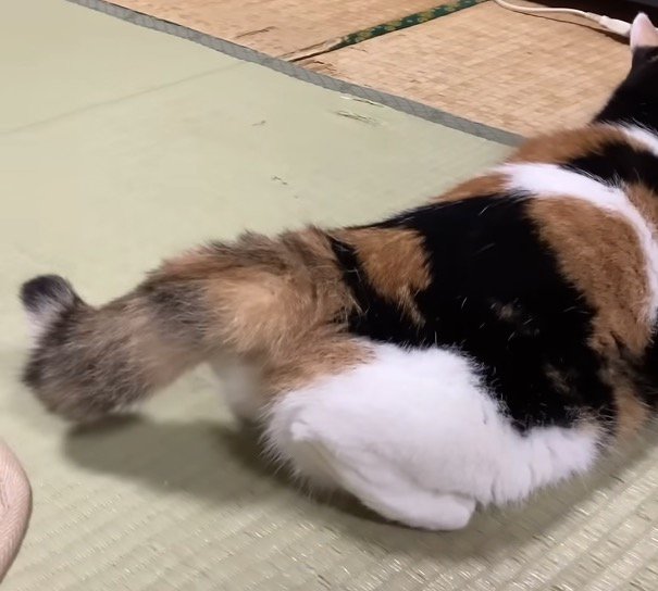 しっぽのアップ写真