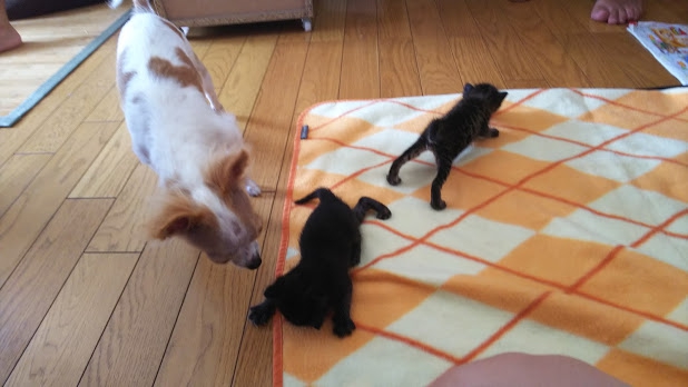 子猫をかわいがる先輩犬