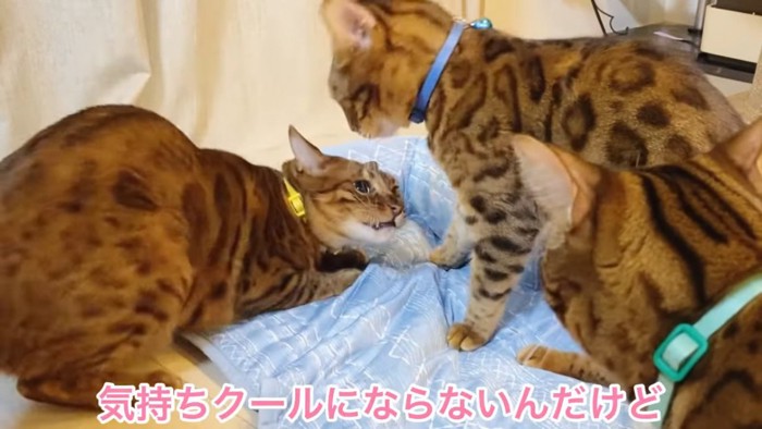 3匹の猫