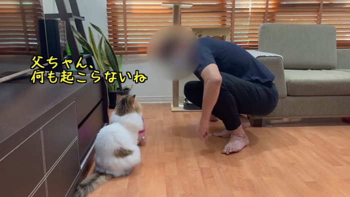 人の隣で座る猫