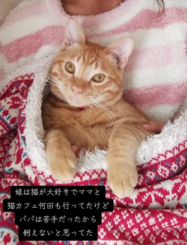 毛布に包まる猫