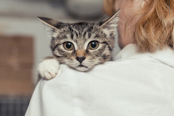 女性の肩越しに見つめる子猫