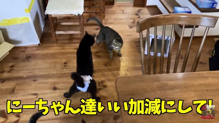 仲裁する黒猫