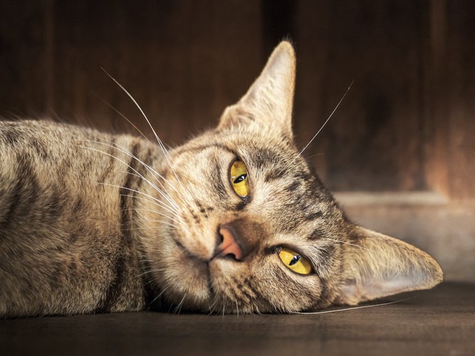 ダルそうに横になる猫