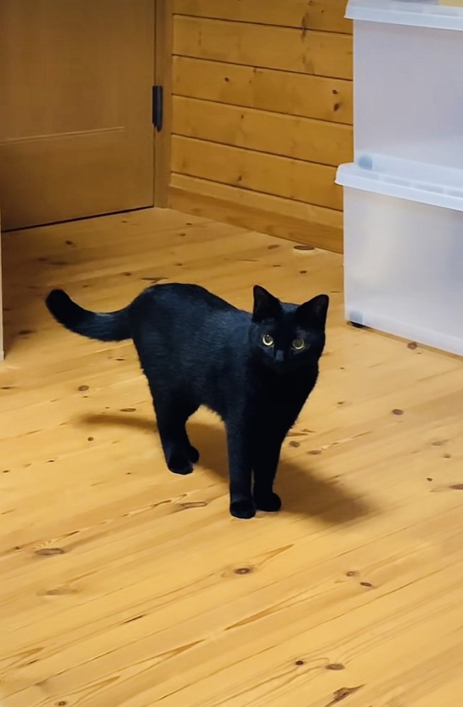 フローリングに立って尻尾を揺らす黒猫