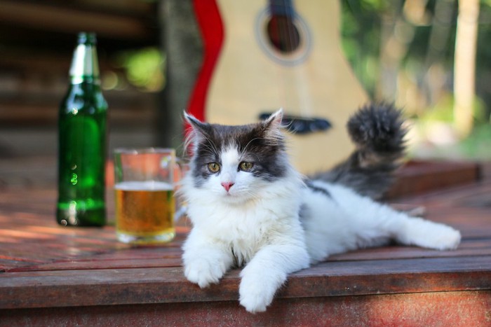 お酒の置かれたテーブルでくつろぐ猫