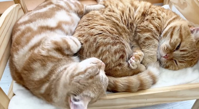 ベッドで眠る猫