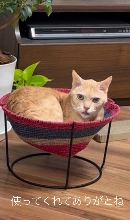 ハンモックに入っている猫