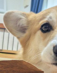 穏やかな表情の犬