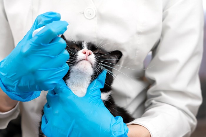 目薬に耐える猫