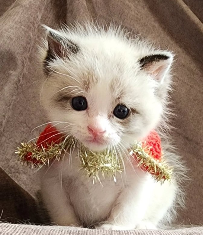 首に飾りをつけている子猫