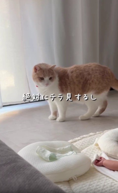 赤ちゃんを見守る猫
