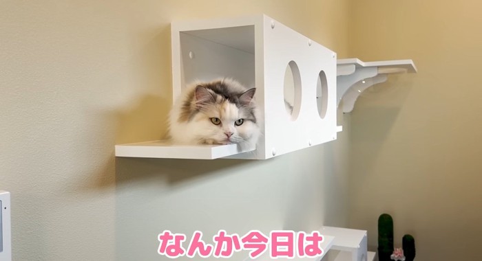 悲しそうな猫