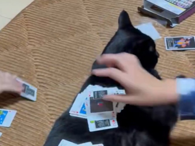 黒猫の背中の上で飼い主達が素早くトランプを出している様子