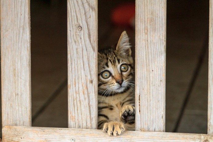 格子窓から逃げようとする子猫