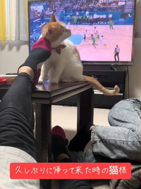 人の足にスリスリする猫