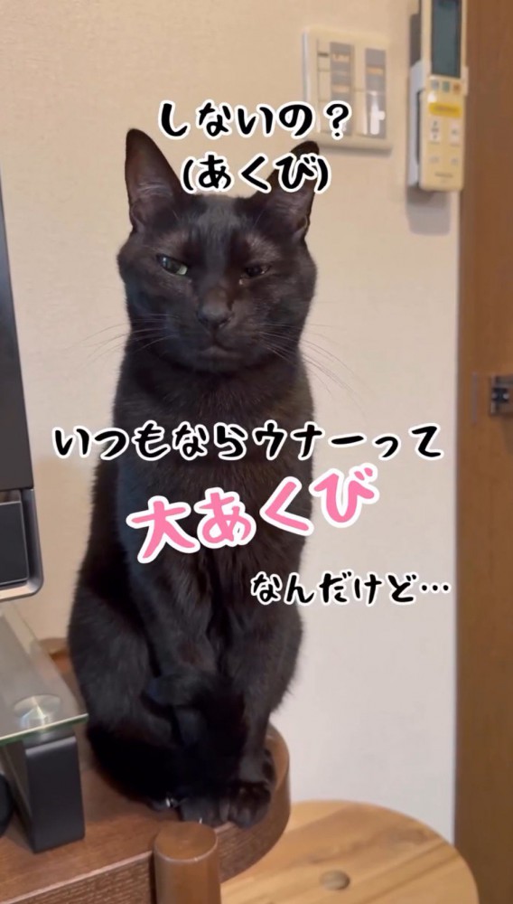 目を細めて飼い主から視線を逸らす猫