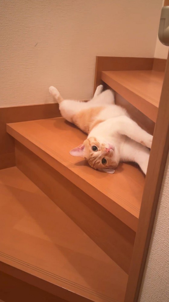 階段で仰向けになって眠る茶白猫