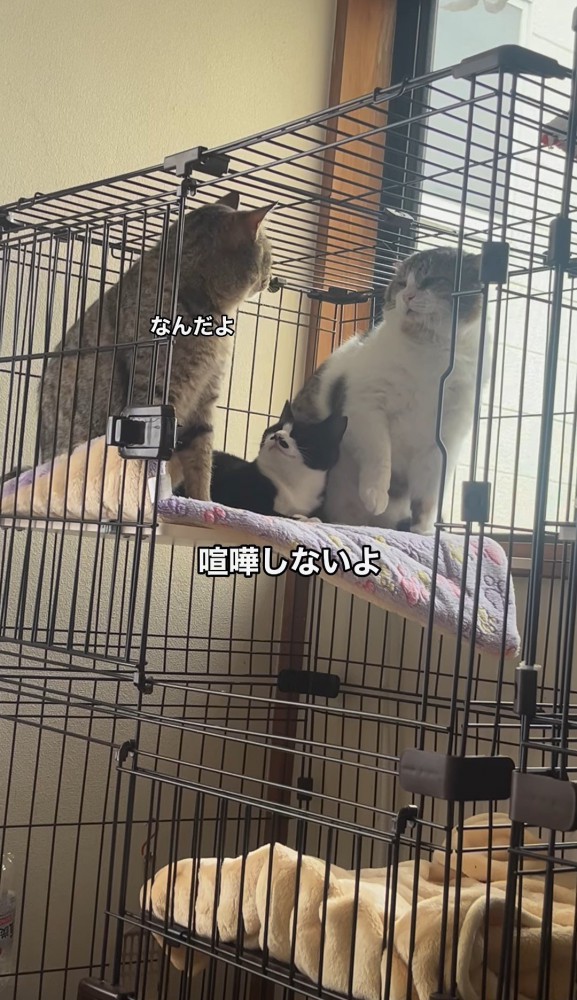 向かい合う猫「喧嘩しないよ」