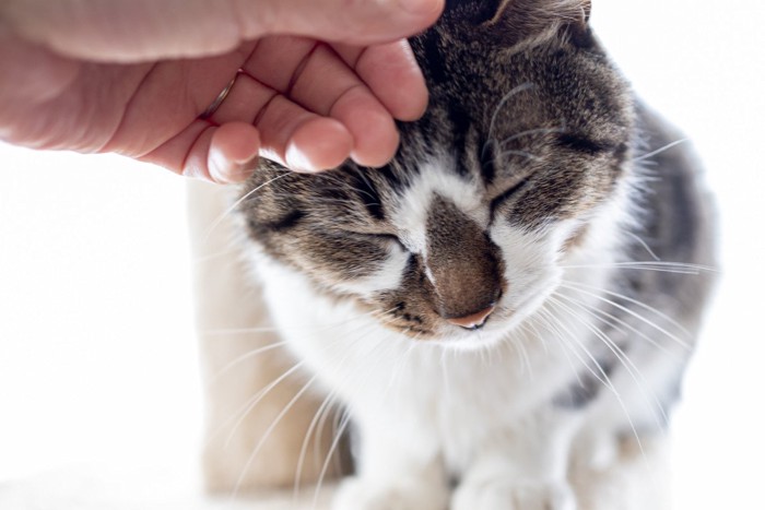 おでこを撫でられて喜ぶ猫