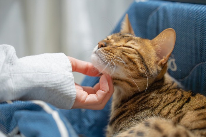 飼い主に撫でられる猫