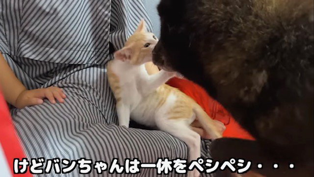 子猫にパンチされる甲斐犬