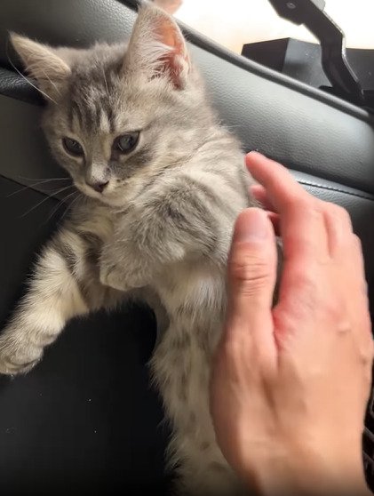 横を向く子猫