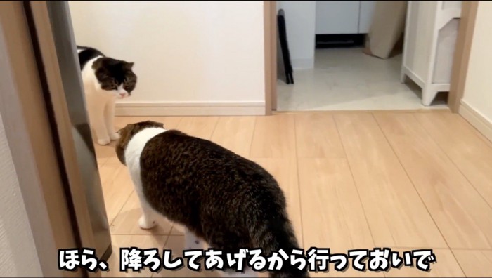 女性に向かって歩いていく折れ耳の猫