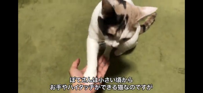 お手をする猫