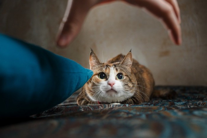 猫を捕まえようとする手