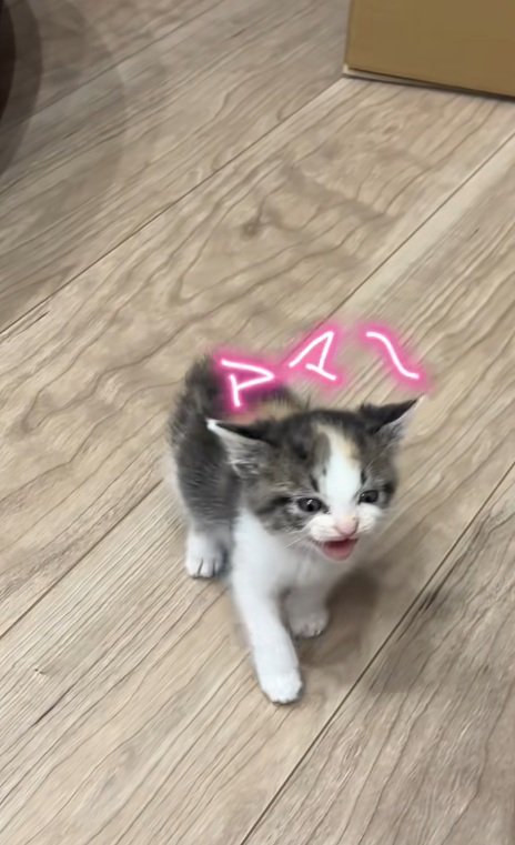 鳴いている三毛猫の子猫
