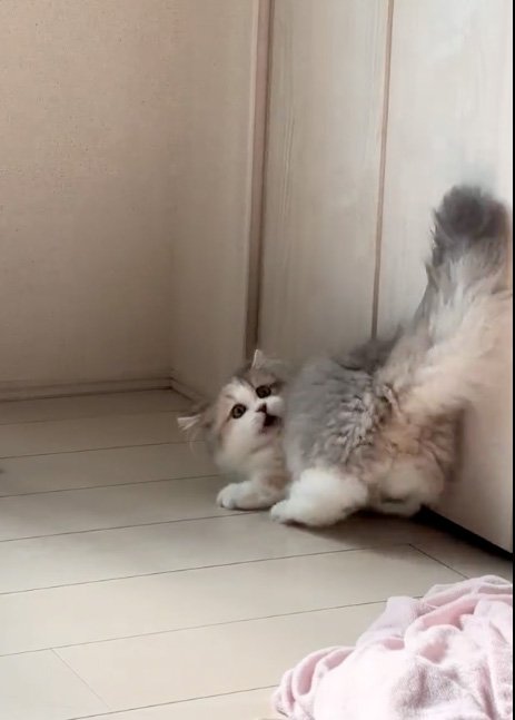 気になる猫