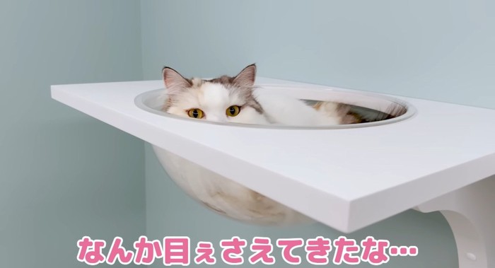 ボールの中の猫