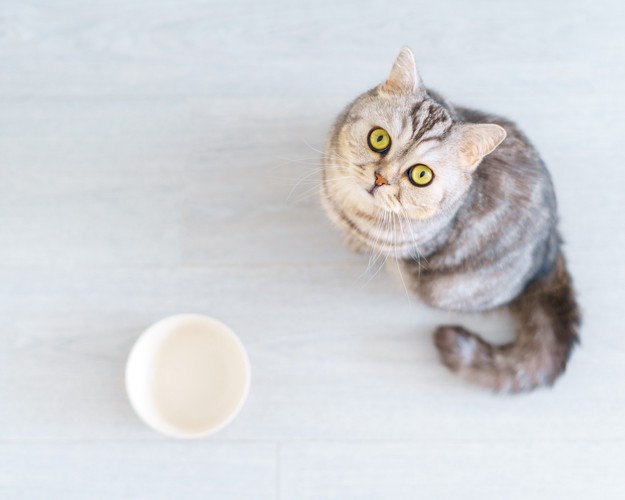 食器のそばに座ってフードを待つスコティッシュストレート
